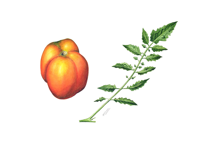 Imatge10